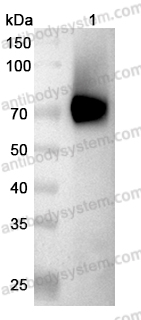 Anti-Human GPC3 Antibody (SAA0134)